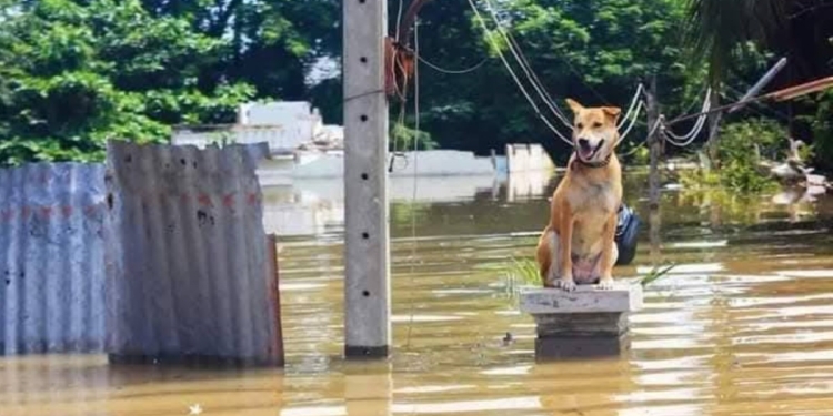 ගංවතුර මැද්දේ පපුවටම වැදුණු බලු කතා දෙකක්! Sri Lanka Latest News