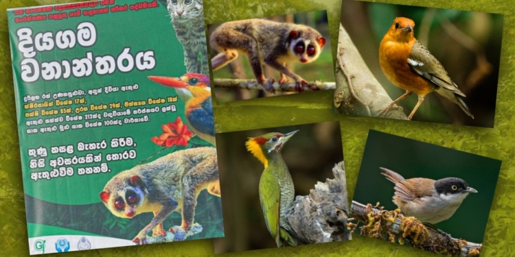 වැසි වනාන්තර බලන්න, සත්තු බලන්න කිලෝමීටර් සීය දෙසීය යන්න ඕනෙ නෑ…! යන්නකො හෝමාගමට! Sri Lanka Latest News