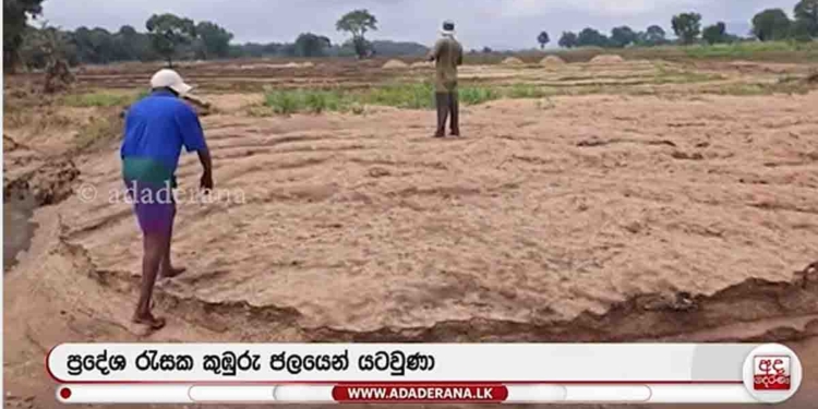 අක්කර දහස් ගාණක් කුඹුරු සම්පූර්ණයෙන්ම වැලිවලින් වැහිලා! වැලි අයින් කරගන්න විදිහක් නැතිව ගොවියො අඬනවා! හිතනවාට වඩා තත්ත්වය බරපතළයි! VIDEO I Sri Lanka Latest News