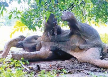 කකුලට වෙඩිත් වැදිලා! ඒ මදිවාට පන්දම් අරන් ඇවිත් පුච්චලා! අලියා මැරිලා! මුන් මිනිස්සු නෙමෙයි…? Sri Lanka Latest News