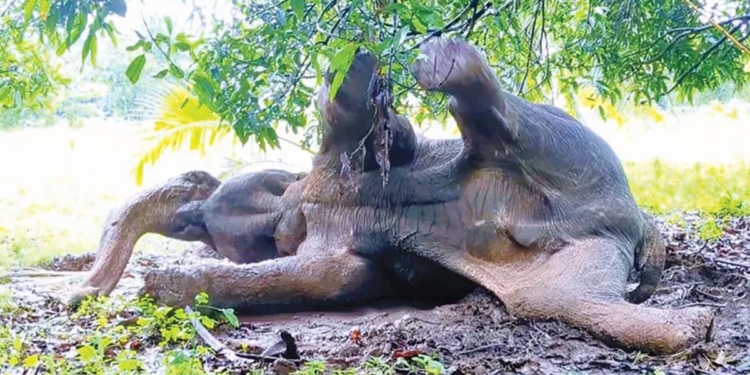 කකුලට වෙඩිත් වැදිලා! ඒ මදිවාට පන්දම් අරන් ඇවිත් පුච්චලා! අලියා මැරිලා! මුන් මිනිස්සු නෙමෙයි…? Sri Lanka Latest News