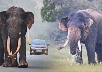 මහසෙන්ට – කාවන්තිස්සට – අග්බෝට – මානාභරණට තීරණාත්මක සති  දෙක තුනක්! ජීවිත හානියක් වුණොත් කවුද වගකියන්නේ? Sri Lanka Latest News