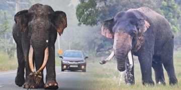මහසෙන්ට – කාවන්තිස්සට – අග්බෝට – මානාභරණට තීරණාත්මක සති  දෙක තුනක්! ජීවිත හානියක් වුණොත් කවුද වගකියන්නේ? Sri Lanka Latest News