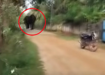 “ඔන්න අයියේ අලි එනවා… බයික් එක දාලා දුවපල්ලා…”! VIDEO I Sri Lanka Latest News