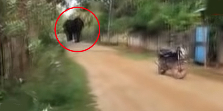 “ඔන්න අයියේ අලි එනවා… බයික් එක දාලා දුවපල්ලා…”! VIDEO I Sri Lanka Latest News