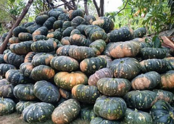 ගොවියො ඉවරයි! කුලියවත් නැති මහවිලච්චියේ වට්ටක්කා! Sri Lanka Latest News