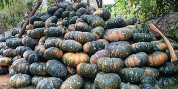 ගොවියො ඉවරයි! කුලියවත් නැති මහවිලච්චියේ වට්ටක්කා! Sri Lanka Latest News