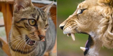 ජනාධිපති පාර්ලිමේන්තුවේ ඉන්නකොට පූසෝ..! ගියාට පස්සේ සිංහයෝ..! ඒකේ නම් පොඩි ඇත්තක් තියෙනවා වගේ…! VIDEO I Sri Lanka Latest News