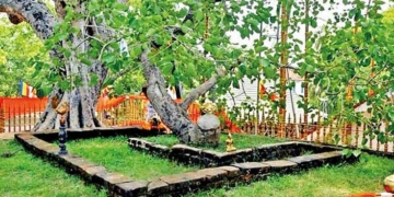 ලිඛිත ඉතිහාසයේ තියෙන ලොව පැරැණිම වෘක්ෂය! ජය ශ්‍රී මහා බෝධින් වහන්සේ අවුරුදු 2300ක් ජීවමානව වැඩසිටින්නේ කොහොමද? විද්‍යාඥයන් රහස හෙළි කරගනී! Sri Lanka Latest News