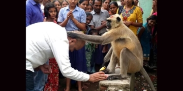 දරු සම්පත් දෙන වඳුරා! Sri Lanka Latest News