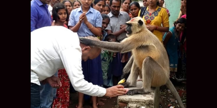 දරු සම්පත් දෙන වඳුරා! Sri Lanka Latest News