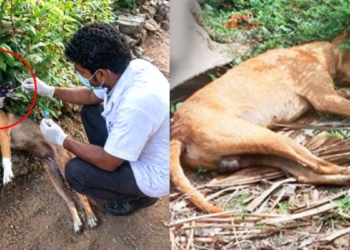 වහ දුන්නාද? බල්ලො 10ක් මැරූ කලාවැවේ ‘බල්ලා’ කවුද? කලාවැව සුනඛයන් ඝාතනය! සිරුරු කොටස් රස පරීක්ෂක වෙත! වැරදිකරුවන්ට දඬුවම් දෙන්නැයි ජාත්‍යන්තරයේ බලපෑම්! Sri Lanka Latest News