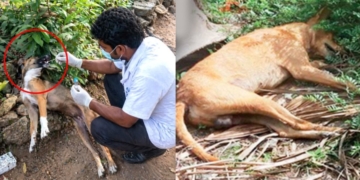 වහ දුන්නාද? බල්ලො 10ක් මැරූ කලාවැවේ ‘බල්ලා’ කවුද? කලාවැව සුනඛයන් ඝාතනය! සිරුරු කොටස් රස පරීක්ෂක වෙත! වැරදිකරුවන්ට දඬුවම් දෙන්නැයි ජාත්‍යන්තරයේ බලපෑම්! Sri Lanka Latest News