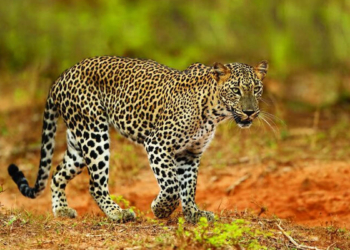 ලංකාවට ඩොලර් ගේන ලූකස්ව මරන්නද යන්නේ? කෝ නීතිය? සෆාරි රියැදුරන්ට මෙහෙම කරන්න පුළුවන්ද? කැලේ ඇතුළේ ජිප් එකක් දෙකට කැඩුණේ කොහොමද? VIDEO I Sri Lanka Latest News