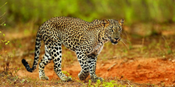ලංකාවට ඩොලර් ගේන ලූකස්ව මරන්නද යන්නේ? කෝ නීතිය? සෆාරි රියැදුරන්ට මෙහෙම කරන්න පුළුවන්ද? කැලේ ඇතුළේ ජිප් එකක් දෙකට කැඩුණේ කොහොමද? VIDEO I Sri Lanka Latest News