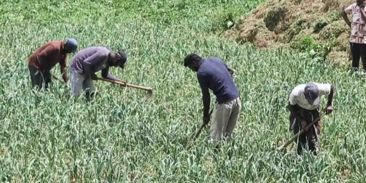 මැයි රැලියට පැය කිහිපයක් තිබියදී වතුකරයෙන් අනුරට ලොකු පණිවුඩයක් ඇවිත්! PHOTOS I Sri Lanka Latest News