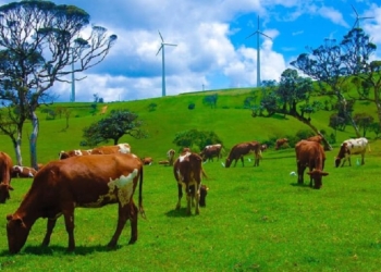 කෝටි අසූවක හරක් වැඩක්….! Sri Lanka Latest News