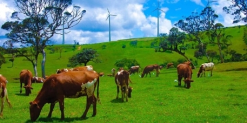 කෝටි අසූවක හරක් වැඩක්….! Sri Lanka Latest News