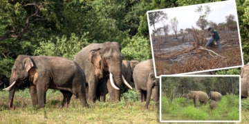 නාකොලගනේ කැලෑ පාළුවන්ට අධිකරණය දුන් සුපිරි තීන්දුව! Sri Lanka Latest News