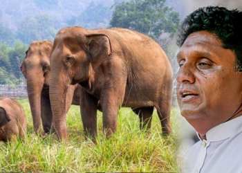 අද හෙටත් රටට ඕනෙ ගහට කොළට ආදරේ මිනිස්සු! Sri Lanka Latest News