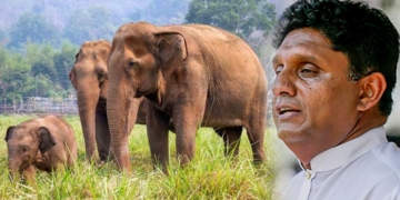 අද හෙටත් රටට ඕනෙ ගහට කොළට ආදරේ මිනිස්සු! Sri Lanka Latest News