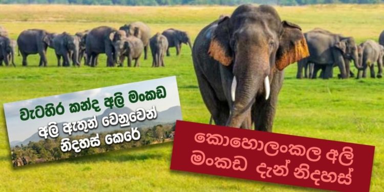 කැලෑ කොලම අඩුපාඩු විතරක්ම දකින්නේ නෑ…! මේක නම් අගය කරන්නම ඕනෙ වැඩක්….! Sri Lanka Latest News