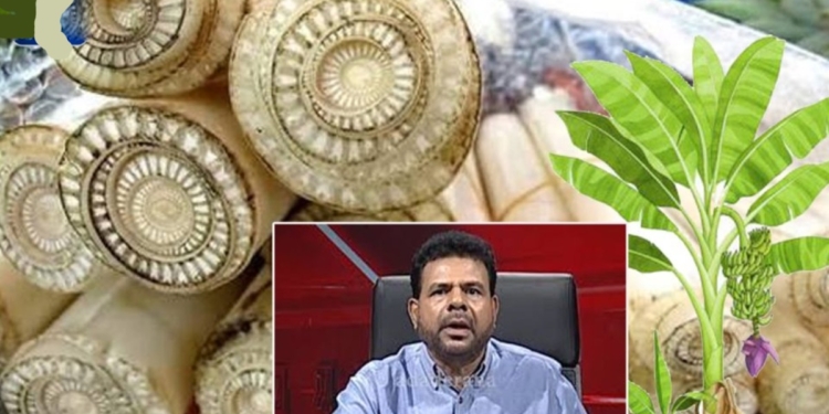 කෙහෙල් ලෙල්ලයි – කෙහෙල් කඳයි – කෙහෙල් නැට්ටයි – කෙහෙල් මලයි! Sri Lanka Latest News