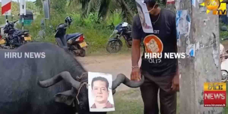 ගොවියො ලාල්කාන්තට කරපු දෙයක්! ‘අපි කිව්වනේ හරකෝ උඹට මේක කරන්න බෑ කියලා.. අන්තිමට ගොයියට කෙළියා..!’ VIDEO I Sri Lanka Latest News