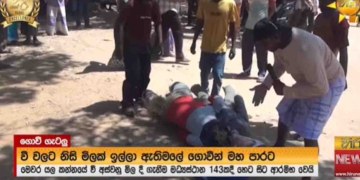 හන්දි ගානේ ලාල්ගෙ නාමල්ගේ පඹයන්ට වදින ගුටි! VIDEO I Sri Lanka Latest News