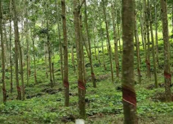 ‘ප්ලාන්ටේෂන්’ කියන ඒවට කෝටි ගණන් සල්ලි දාලා තියෙනවා නම් වහාම ගිහින් ඉල්ලගන්න! දුන්නෙ නැත්නම් මහබැංකුවට කියන්න! අපි පරීක්ෂණ පටන් අරගෙනයි තියෙන්නේ..! වගාවන්වලට කෝටි ගණන් සල්ලි දාපු අයට මහබැංකු අධිපතිගෙන් දැනුම් දීමක්! VIDEO I Sri Lanka Latest News