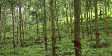 ‘ප්ලාන්ටේෂන්’ කියන ඒවට කෝටි ගණන් සල්ලි දාලා තියෙනවා නම් වහාම ගිහින් ඉල්ලගන්න! දුන්නෙ නැත්නම් මහබැංකුවට කියන්න! අපි පරීක්ෂණ පටන් අරගෙනයි තියෙන්නේ..! වගාවන්වලට කෝටි ගණන් සල්ලි දාපු අයට මහබැංකු අධිපතිගෙන් දැනුම් දීමක්! VIDEO I Sri Lanka Latest News