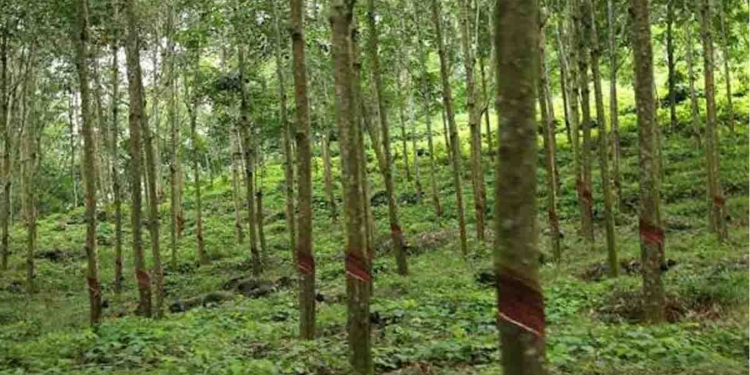 ‘ප්ලාන්ටේෂන්’ කියන ඒවට කෝටි ගණන් සල්ලි දාලා තියෙනවා නම් වහාම ගිහින් ඉල්ලගන්න! දුන්නෙ නැත්නම් මහබැංකුවට කියන්න! අපි පරීක්ෂණ පටන් අරගෙනයි තියෙන්නේ..! වගාවන්වලට කෝටි ගණන් සල්ලි දාපු අයට මහබැංකු අධිපතිගෙන් දැනුම් දීමක්! VIDEO I Sri Lanka Latest News