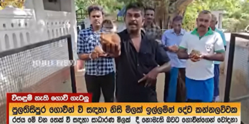 පුලතිසිපුර ගොවීන් ආණ්ඩුවට එරෙහිව පොල් ගහයි! VIDEO I Sri Lanka Latest News